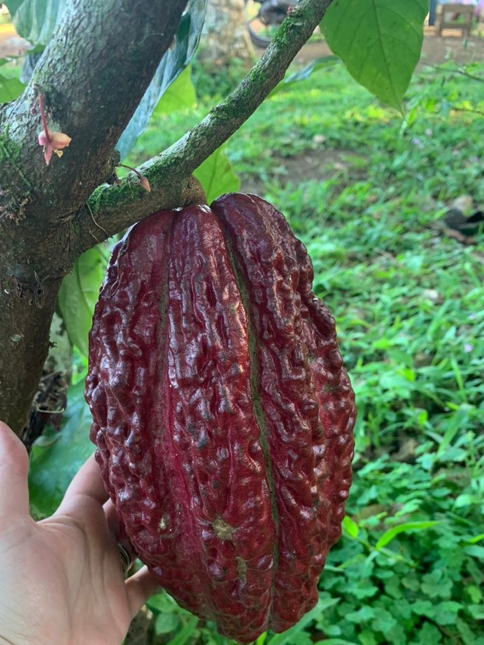 Cacau em sistemas sustentáveis faz parte de modelo de recuperação de florestas e impulsiona o setor no Brasil - Fitec Tec News