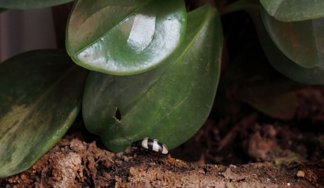 Especialistas apontam que a natureza também precisa de sistemas de segurança - Fitec Tec News