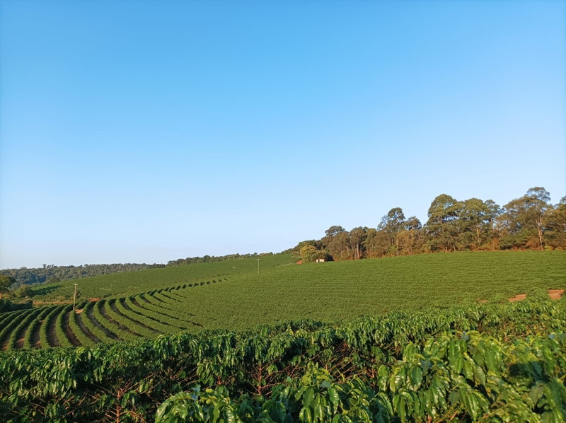 Benefícios do Biochar estão sendo aproveitados em lavouras de café