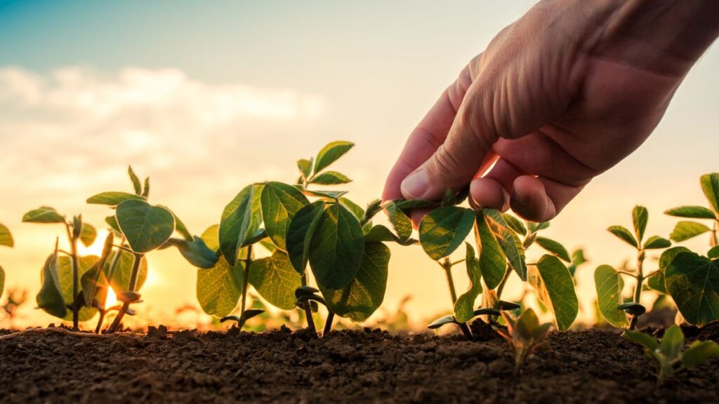 Brasil se destaca no cenário mundial com agricultura sustentável e multimilionária - Fitec Tec News