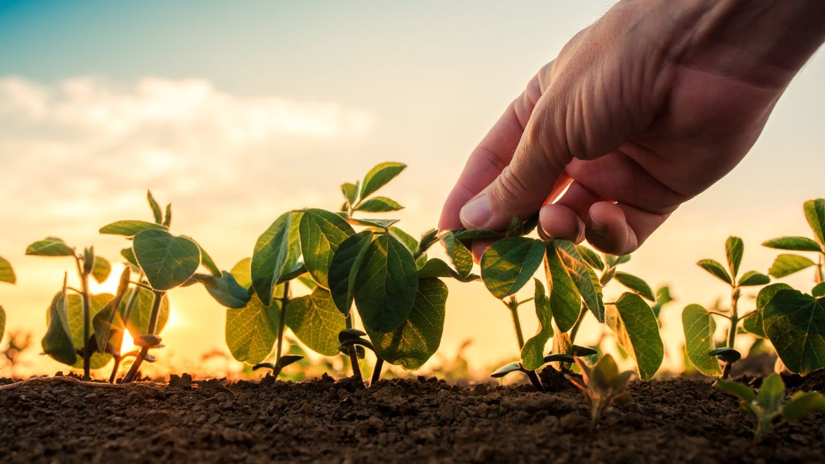 Brasil se destaca no cenário mundial com agricultura sustentável e multimilionária