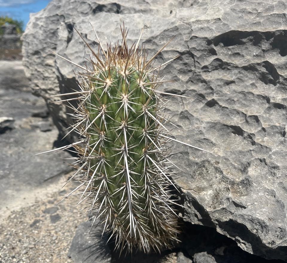 Projeto Escutadô equipamento coleta sons e cria algoritmos ambientais para monitorar semiárido - Fitec Tec News