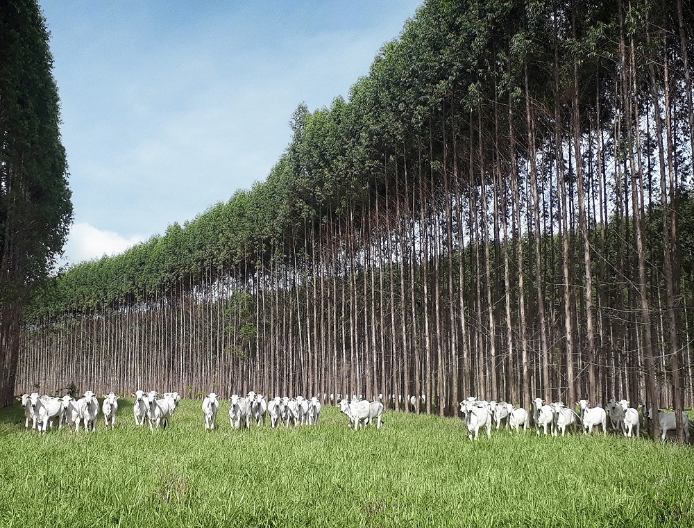 Iniciativas tornam pastagens em áreas produtivas - Fitec Tec News