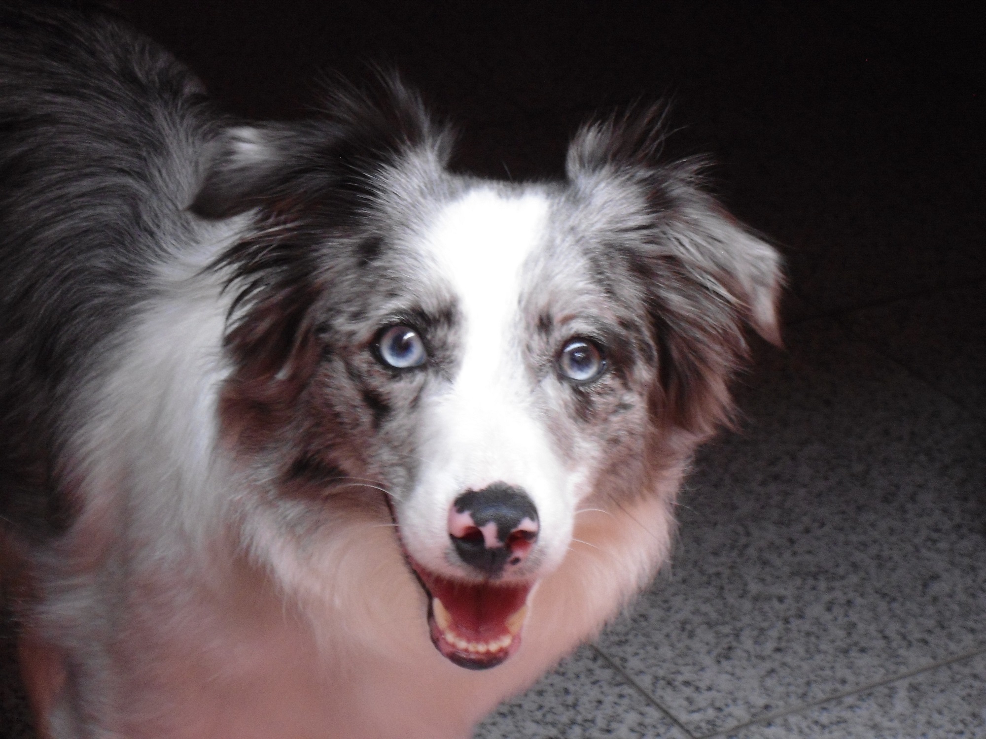 Do produto à loja, segmento pet investe em soluções sustentáveis - Fitec Tec News