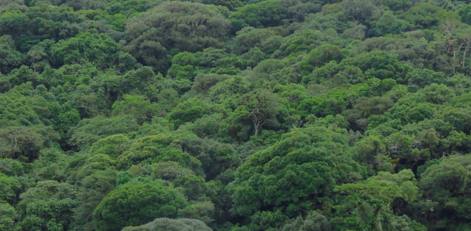 Reflorestamento gera parceria entre MAPFRE e Reservas Votorantim - Fitec Tec News