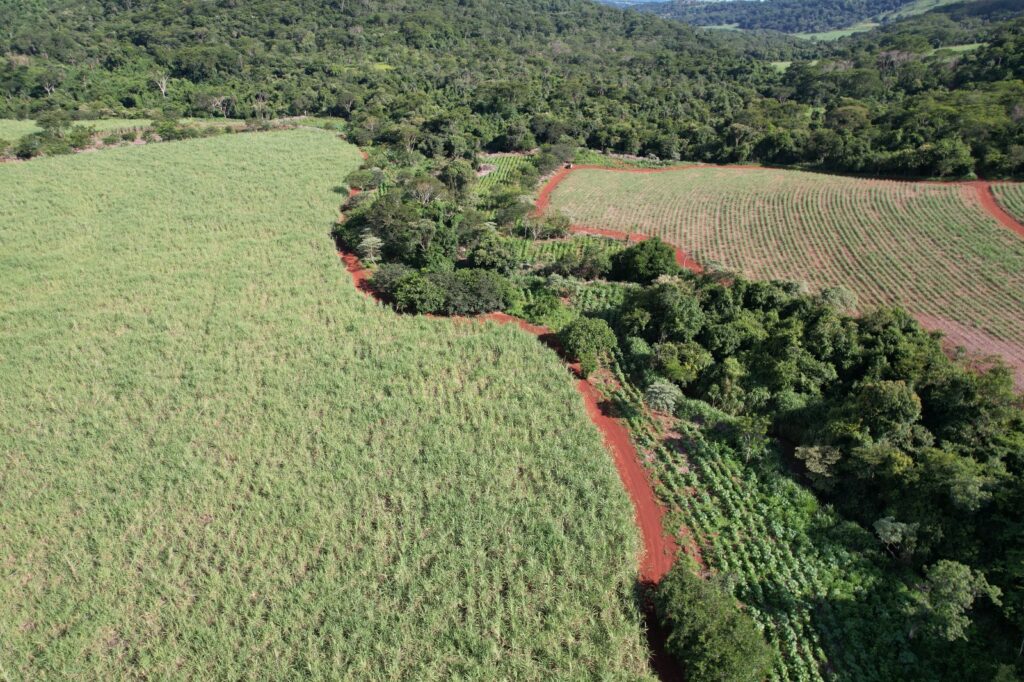 Iniciativas criativas de reflorestamento regenera regiões pelo Brasil = Fitec Tec News