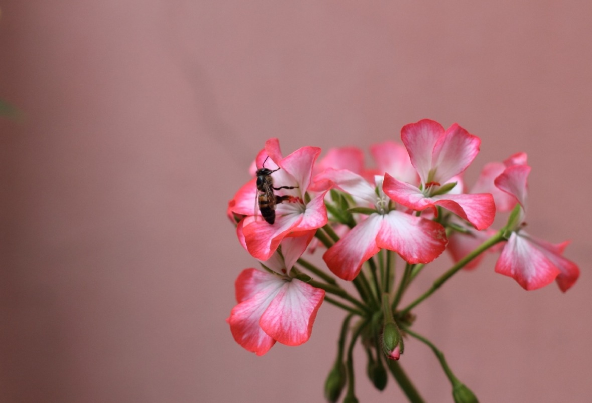 Abelhas: meliponicultura e apicultura geram renda e preservam biodiversidade pelo país