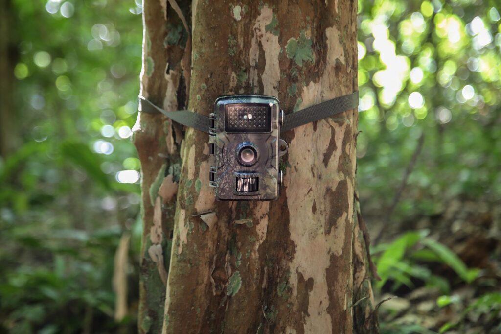 Monitoramentos de fauna e flora auxiliam na restauração ambiental - Fitec Tec News