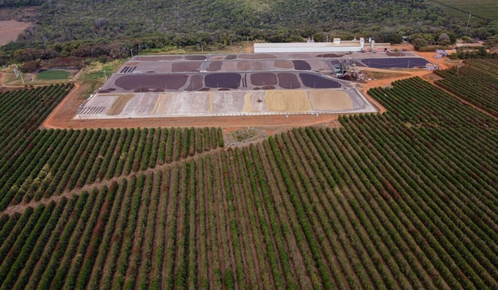 Produção de cafés especiais se alicerça em técnicas ambientalmente resilientes - Fitec Tec News