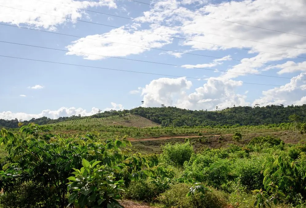 Empresas crescem com mais valor agregado ao manter a floresta em pé, apontam pesquisas