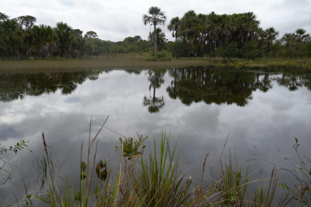 Articuladores unem esforços para fomentar Pagamento por Serviços Ambientais (PSA) - Fitec Tec News