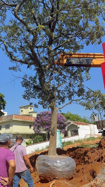 Construtora aposta no transplante de árvores para conciliar o desenvolvimento urbano e a natureza - Fitec Tec News