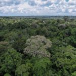 Concessões florestais auxiliam na contenção do desmatamento, aponta estudo inédito - Fitec Tec News