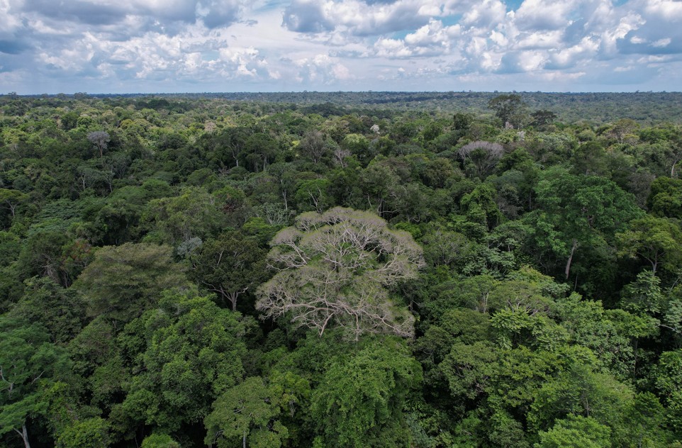 Concessões florestais auxiliam na contenção do desmatamento, aponta estudo inédito - Fitec Tec News