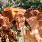 Inovações na pecuária brasileira despertam interesse global em sustentabilidade - Fitec Tec News