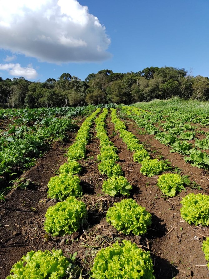 Resíduo orgânico industrial vira adubo e ajuda agricultores familiares a produzir mais e gastar menos - Fitec Tec News