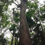 TFFF analistas falam de rumos do financiamento para florestas tropicais - Fitec Tec News