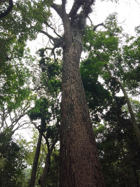 TFFF analistas falam de rumos do financiamento para florestas tropicais - Fitec Tec News