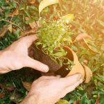 Especial Soluções baseadas na Natureza (SbN) alicerçam a resiliência das cidades - Fitec Tec News