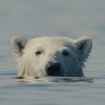 Mostra Ecofalante em cena cinema e literatura são aliados na conscientização ambiental - Fitec Tec News