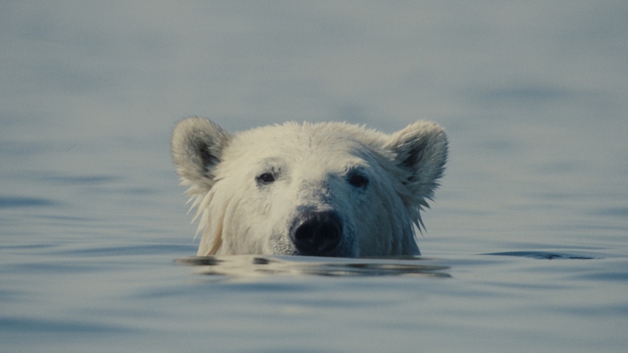 Mostra Ecofalante em cena cinema e literatura são aliados na conscientização ambiental - Fitec Tec News