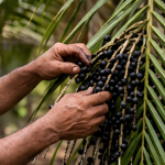 Bioeconomia amazônica dá o tom para expansão no mercado nacional - Fitec Tec News