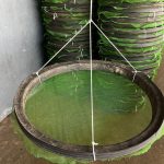 Pneus reciclados são usados na produção de camarão no Nordeste - Portal Tec News