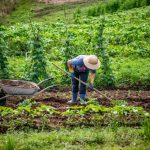 Agroecologia conservação da natureza é caminho para alimentação saudável - Portal Tec News