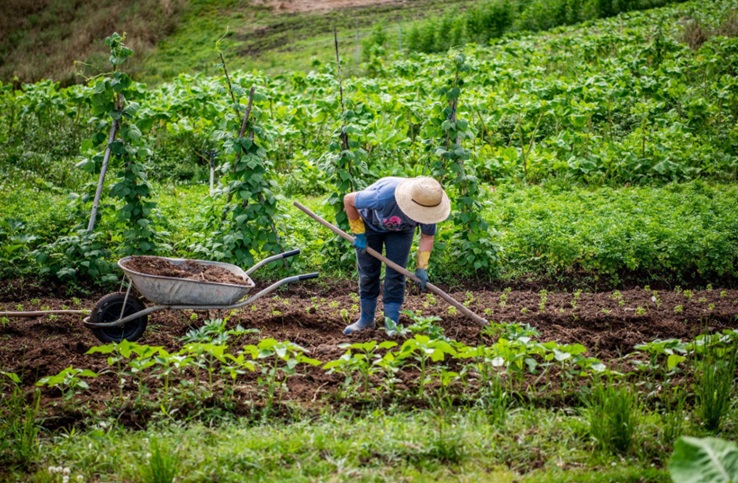 Agroecologia conservação da natureza é caminho para alimentação saudável - Portal Tec News