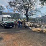 Brasil fortalece protocolos para combater infrações ambientais - Portal Tec News