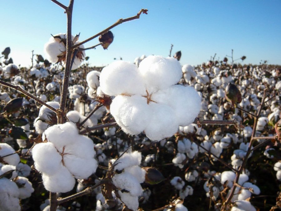Com certificações e reciclagem, setor têxtil fortalece a moda consciente - Portal Tec News