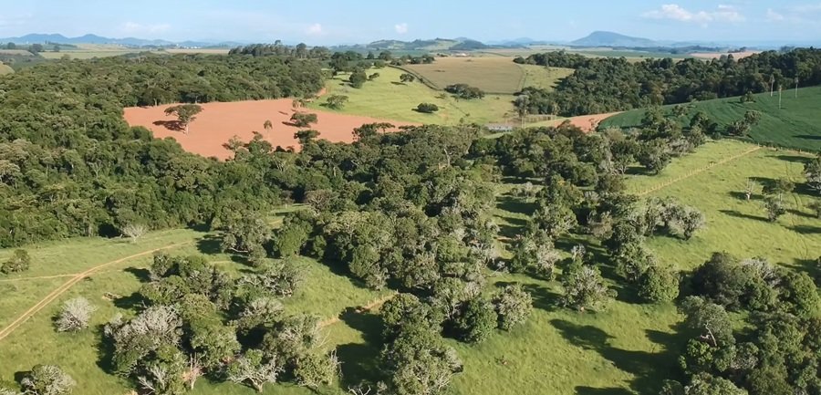 Métodos inovadores transformam a compensação ambiental no Brasil - Portal Tec News