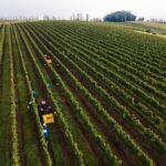 Tecnologia e prevenção auxiliam vinícolas do Sul diante do El Niño - Tec News
